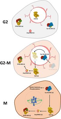 Structural, enzymatic and spatiotemporal regulation of PP2A-B55 phosphatase in the control of mitosis